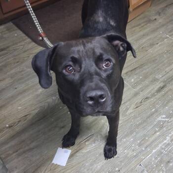 Wizard -  Mixed Breed Dog for Adoption in Summerville, South Carolina - Wizard | PetCurious