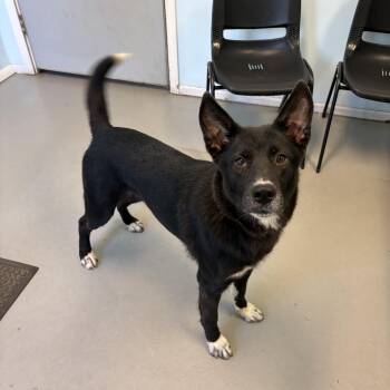 Naya -  Mixed Breed Dog for Adoption in Big Rapids, Michigan - Naya | PetCurious