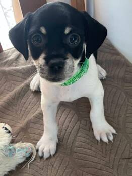 Oreo -  Chihuahua Dog for Adoption in Denver, North Carolina - Oreo | PetCurious