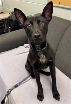 RUDY -  German Shepherd Dog and Mixed Breed Dog for Adoption in Peoria, Illinois - RUDY | PetCurious