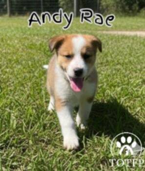 Rescue Border Collie and Labrador Retriever Dogs for Adoption in Batesville, Arkansas - Andy Rae | PetCurious