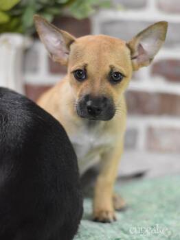Rescue Shepherd and Terrier Dogs for Adoption in Conroe, Texas - Cupcake (The Magnificent Seven) | PetCurious