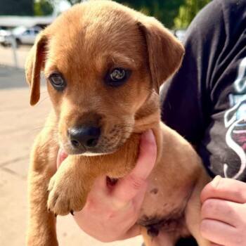 Dover -  Mixed Breed Dog for Adoption in Binghamton, New York - Dover | PetCurious