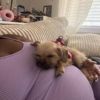 Gus -  Shih Tzu and Mixed Breed Dog for Adoption in Houston, Texas - Gus | PetCurious