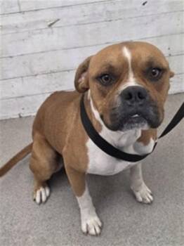 ZEUS -  Boxer and Mixed Breed Dog for Adoption in San Bernardino, California - ZEUS | PetCurious