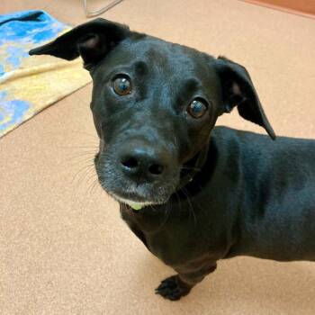 Roxann ( Roxy) -  Mixed Breed Dog for Adoption in Saratoga Springs, New York - Roxann ( Roxy) | PetCurious