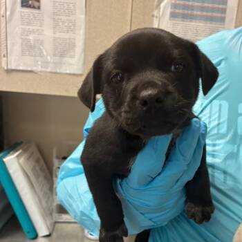 Labrador Retriever Dogs Available for Adoption in San Antonio, Texas - Yuri | PetCurious