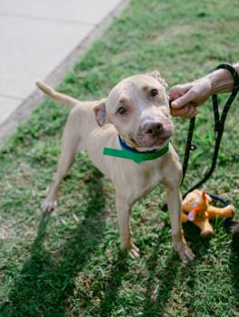 PETUNIA / shy and sweet -  American Staffordshire Terrier Dog for Adoption in Metairie, Louisiana - PETUNIA / Shy And Sweet | PetCurious