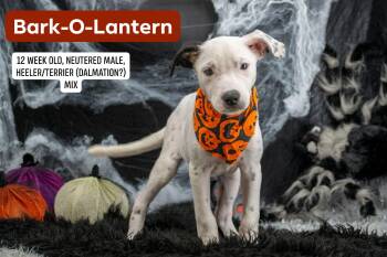 Bark O Lantern -  Australian Cattle Dog Blue Heeler and Terrier Dog for Adoption in Sevierville, Tennessee - Bark O Lantern | PetCurious