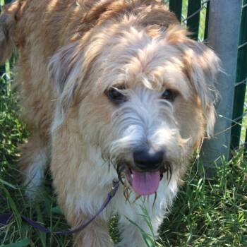 Travis Barker -  Irish Terrier Dog for Adoption in Cleveland, Mississippi - Travis Barker | PetCurious
