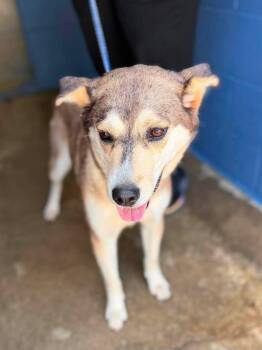 Jezzy Belle -  Mixed Breed Dog for Adoption in Leitchfield, Kentucky - Jezzy Belle | PetCurious