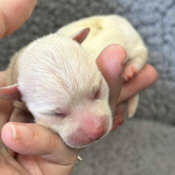 Rosemary -  Chihuahua Dog for Adoption in Austell, Georgia - Rosemary | PetCurious