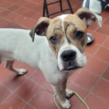 Clein -  Boxer Dog for Adoption in West Point, Mississippi - Clein | PetCurious