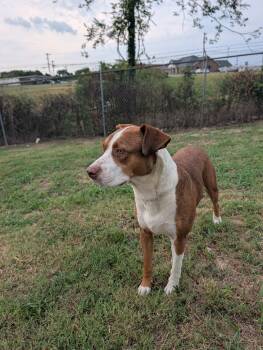 Woody -  American Staffordshire Terrier Dog for Adoption in Lewisburg, Tennessee - Woody | PetCurious
