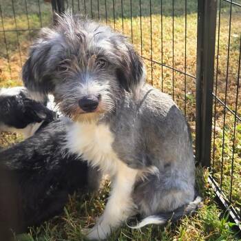 Elvira -  Schnauzer and Terrier Dog for Adoption in Cartersville, Georgia - Elvira | PetCurious