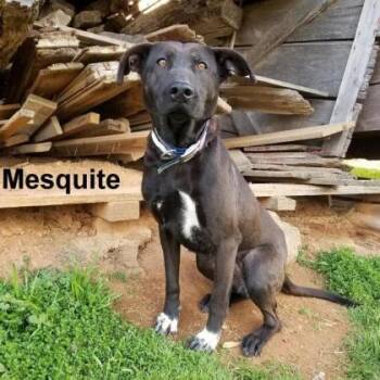 Rescue Labrador Retriever and Mixed Breed Dogs for Adoption in West Chester, Pennsylvania - Kasey FKA Mesquite | PetCurious