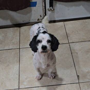 Rescue Maltese Dogs for Adoption in Jay, New York - Nugget | PetCurious