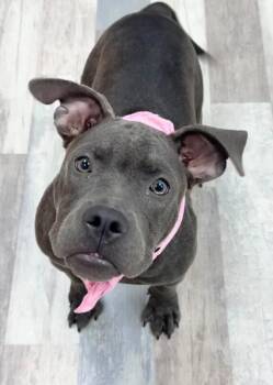 Shakira -  American Bulldog and Mixed Breed Dog for Adoption in Houston, Texas - Shakira | PetCurious