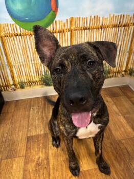 Webster -  Mixed Breed Dog for Adoption in Ocala, Florida - Webster | PetCurious