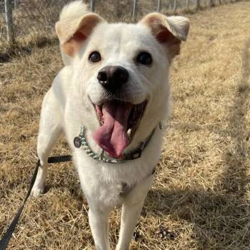Jindo Dogs Available for Adoption - Quincy | PetCurious