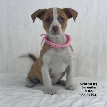 Greenie - Local August 28-30 -  Boxer Dog for Adoption in Brookshire, Texas - Greenie - Local August 28-30 | PetCurious