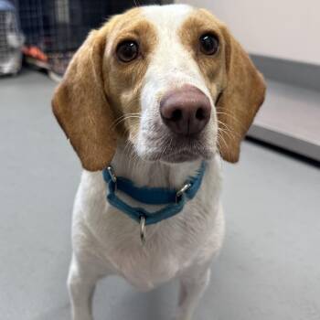 Lily -  Beagle Dog for Adoption in Mount Vernon, Indiana - Lily | PetCurious