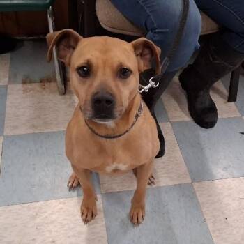 Terrier Dogs Available for Adoption - Nakita | PetCurious