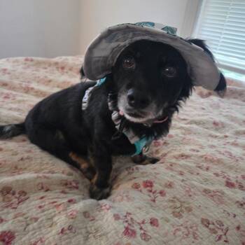 Zelda -  Dachshund Dog for Adoption in Broken Arrow, Oklahoma - Zelda | PetCurious