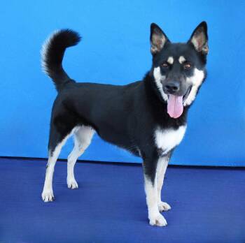 PANDORA -  Siberian Husky and German Shepherd Dog Dog for Adoption in Pasadena, California - PANDORA | PetCurious