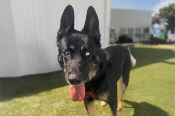 Rescue German Shepherd Dog Dogs for Adoption in Newport Beach, California - Kovu | PetCurious