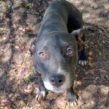 Castiel P45718 -  Pit Bull Terrier and Mixed Breed Dog for Adoption in Corsicana, Texas - Castiel P45718 | PetCurious