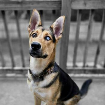 Altair -  Shepherd Dog for Adoption in St. Peters, Missouri - Altair | PetCurious