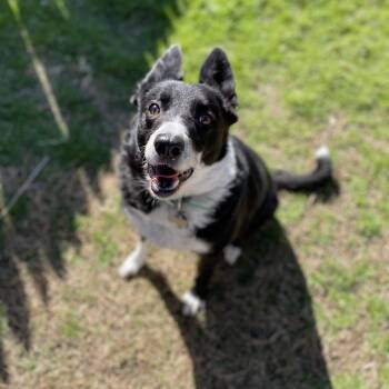Rescue Border Collie Dogs for Adoption in The Woodlands, Texas - Bradley | PetCurious