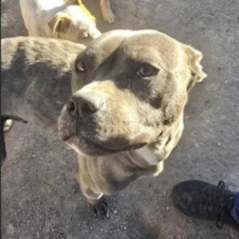 Rescue American Staffordshire Terrier Dogs for Adoption in Riverton, Wyoming - Doodles | PetCurious