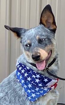 Justin -  Australian Cattle Dog Blue Heeler Dog for Adoption in Colusa, California - Justin | PetCurious