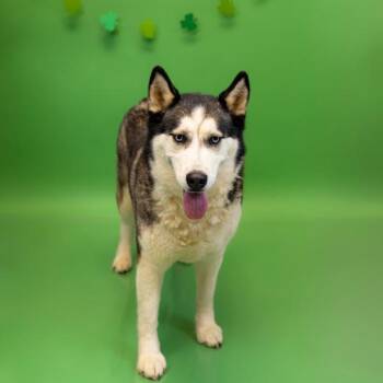 Siberian Husky Dogs Available for Adoption in Lawrenceville, Georgia - Pen 130d Nova | PetCurious