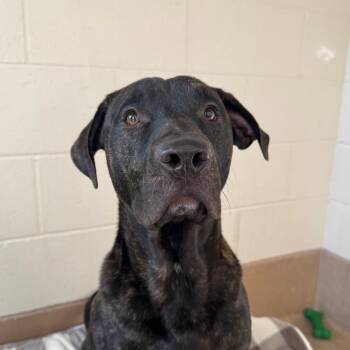 Heath -  Pit Bull Terrier Dog for Adoption in Reno, Nevada - Heath | PetCurious