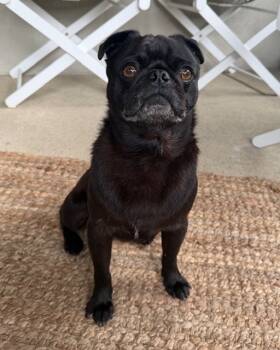 Rescue Pug Dogs for Adoption in Gardena, California - Berto | PetCurious