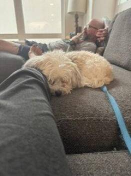 Sammy -  Havanese Dog for Adoption in Baltimore, Maryland - Sammy | PetCurious