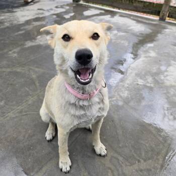 Mixed Breed Dogs Available for Adoption - Yoda | PetCurious