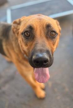 Winnie -  German Shepherd Dog and Mixed Breed Dog for Adoption in Los Angeles, California - Winnie | PetCurious