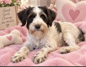 Celine -  Schnauzer Dog for Adoption in Cedartown, Georgia - Celine | PetCurious