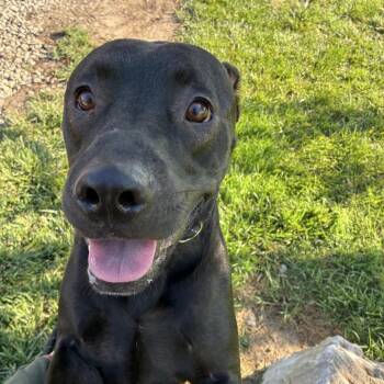 Bronx Yarbrough -  Terrier Dog for Adoption in St. Louis, Missouri - Bronx Yarbrough | PetCurious
