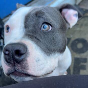 Diamond - Home to Home -  Pit Bull Terrier Dog for Adoption in South Elgin, Illinois - Diamond - Home To Home | PetCurious