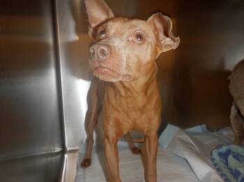 Rescue Chihuahua Dogs for Adoption in San Jose, California - PEANUT | PetCurious