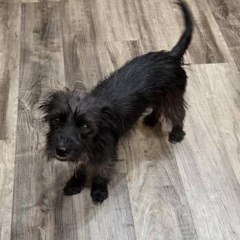 Emily Binx -  Terrier and Mixed Breed Dog for Adoption in Las Vegas, Nevada - Emily Binx | PetCurious