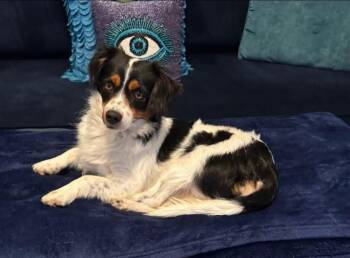 Rescue Cavalier King Charles Spaniel Dogs for Adoption in Shawnee, Oklahoma - Pepper | PetCurious