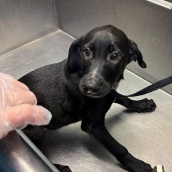 Xander -  Labrador Retriever Dog for Adoption in South Elgin, Illinois - Xander | PetCurious