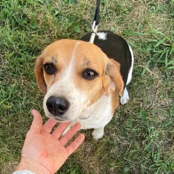 Miffy -  Beagle Dog for Adoption in St. Louis, Missouri - Miffy | PetCurious
