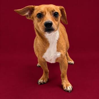 Tootsie Roll -  Dachshund and Mixed Breed Dog for Adoption in Concord, North Carolina - Tootsie Roll | PetCurious